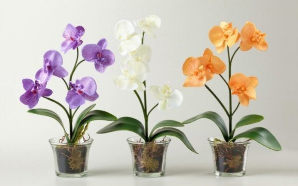 Цветущие орхидеи перед пересадкой